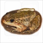 Relict Leopard Frog illustration