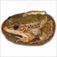 Relict Leopard Frog illustration