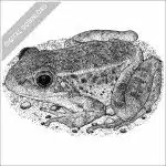 Relict Leopard Frog