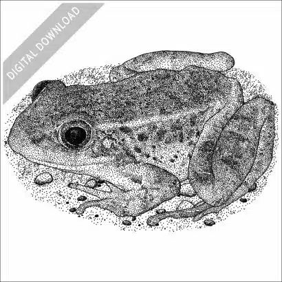 Relict Leopard Frog