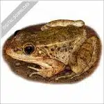 Relict Leopard Frog stock image