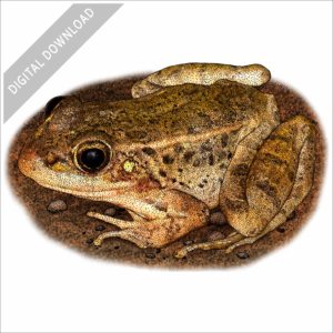 Relict Leopard Frog stock image