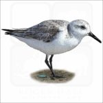 Sanderling illustration