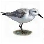 Sanderling illustration