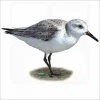 Sanderling illustration