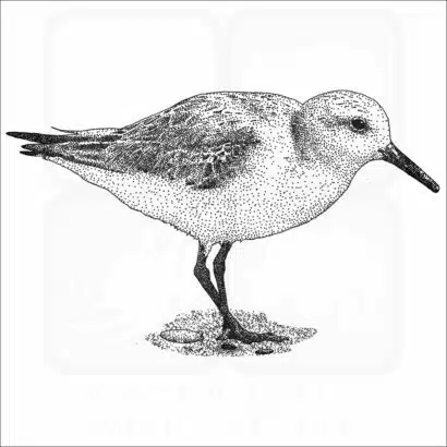 Sanderling