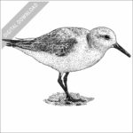 Sanderling