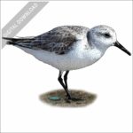 Sanderling stock image