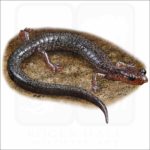 Shenandoah Mountain Salamander illustration