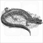 Shenandoah Mountain Salamander