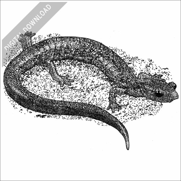 Shenandoah Mountain Salamander