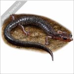 Shenandoah Mountain Salamander stock image