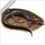 Shenandoah Mountain Salamander stock image