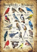 Songbirds of Arkansas poster print