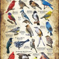 Songbirds of Arkansas poster print