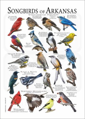 Songbirds of Arkansas poster print