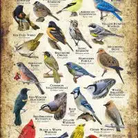 Songbirds of Delaware poster print
