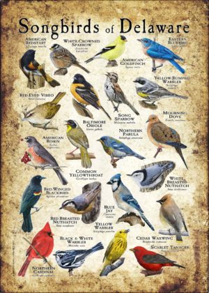 Songbirds of Delaware poster print