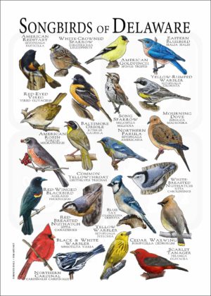 Songbirds of Delaware poster print