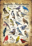 Songbirds of Massachusetts poster print