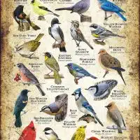 Songbirds of Massachusetts poster print