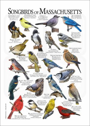 Songbirds of Massachusetts poster print