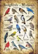 Songbirds of Missouri poster print