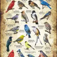 Songbirds of Missouri poster print