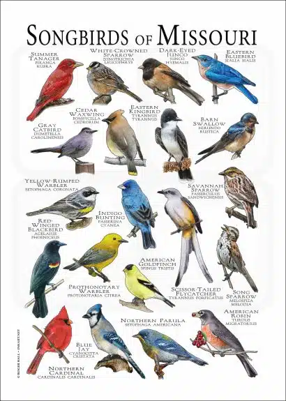 Songbirds of Missouri poster print