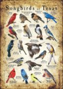 Songbirds of Texas poster print