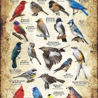 Songbirds of Texas poster print