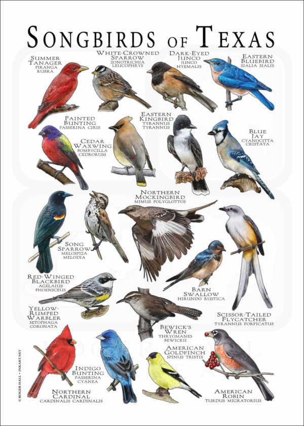 Songbirds of Texas poster print