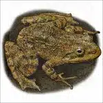 Tarahumara Barking Frog illustration