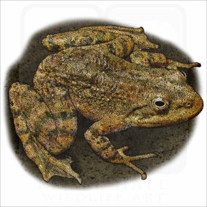 Tarahumara Barking Frog illustration