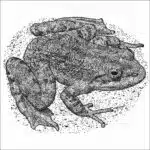 Tarahumara Barking Frog
