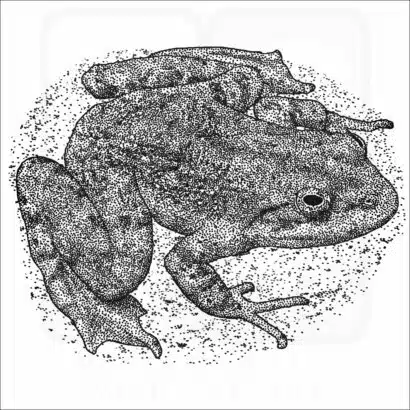 Tarahumara Barking Frog
