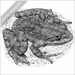 Tarahumara Barking Frog