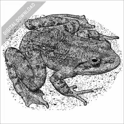 Tarahumara Barking Frog