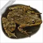 Tarahumara Barking Frog stock image