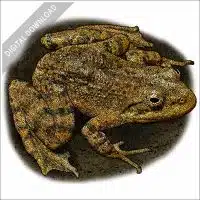 Tarahumara Barking Frog stock image
