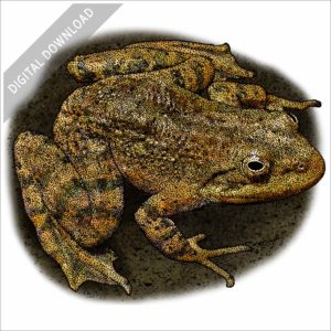 Tarahumara Barking Frog stock image