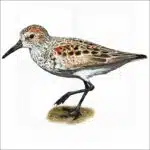 Western Sandpiper illustration