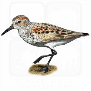 Western Sandpiper illustration