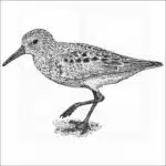 Western Sandpiper