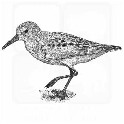 Western Sandpiper