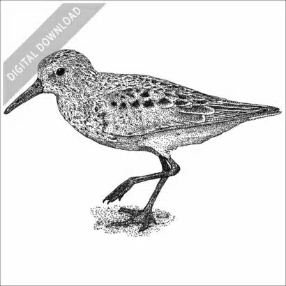 Western Sandpiper