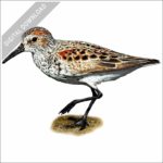 Western Sandpiper stock image