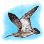 Whimbrel illustration
