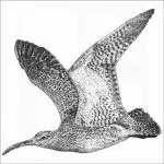 Whimbrel