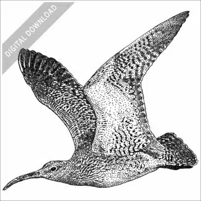 Whimbrel